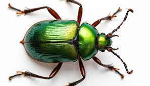 Attēlu rezultāti vaicājumam “Coleoptera”