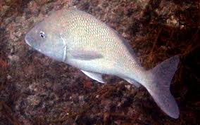 Image result for Haemulon album