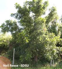 Attēlu rezultāti vaicājumam “Juglans nigra”