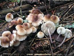 Attēlu rezultāti vaicājumam “Mycena zephirus”