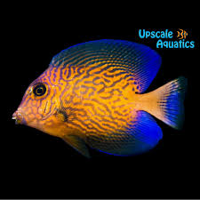 Image result for Ctenochaetus hawaiiensis