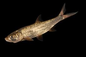 Image result for Aspius aspius