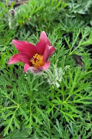 Image result for Pulsatilla