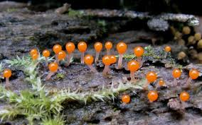 Attēlu rezultāti vaicājumam “Hemitrichia clavata spores”