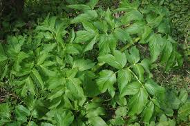 Image result for Angelica archangelica