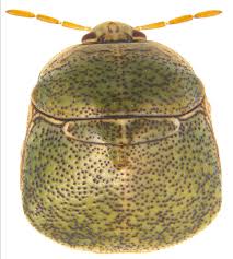 Attēlu rezultāti vaicājumam “Cribraria vulgaris macro”