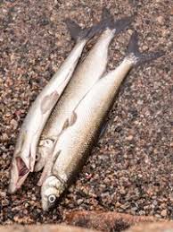 Image result for Coregonus lavaretus