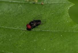 Attēlu rezultāti vaicājumam “Platypezidae”