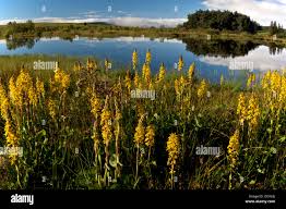 Attēlu rezultāti vaicājumam “Ligularia sibirica flower”