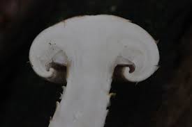 Attēlu rezultāti vaicājumam “Lentinus lepideus”