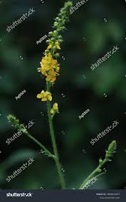 Attēlu rezultāti vaicājumam “Agrimonia pilosa flower”