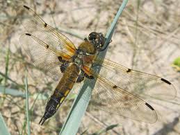 Attēlu rezultāti vaicājumam “Sacchiphantes abietis exuvia”