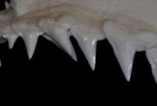 Image result for Carcharhinus acronotus