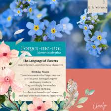 Attēlu rezultāti vaicājumam “Myosotis sylvatica flower”