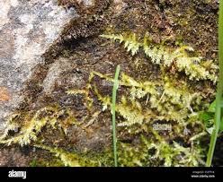 Attēlu rezultāti vaicājumam “Callicladium haldanianum”