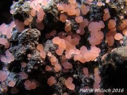 Attēlu rezultāti vaicājumam “Microstoma protracta”