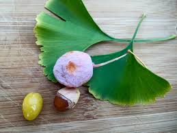 Attēlu rezultāti vaicājumam “Ginkgo biloba fruit”