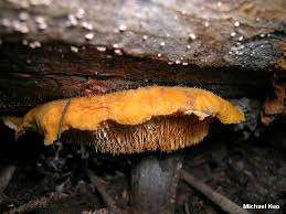 Attēlu rezultāti vaicājumam “Pycnoporellus fulgens”