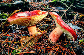 Attēlu rezultāti vaicājumam “Russulales”