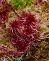 Attēlu rezultāti vaicājumam “Sphagnum rubellum”