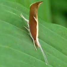 Attēlu rezultāti vaicājumam “Ypsolopha dentella”