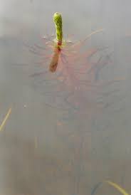 Attēlu rezultāti vaicājumam “Hippuridaceae”