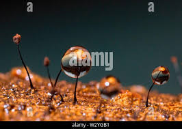 Attēlu rezultāti vaicājumam “Comatricha nigra spores”