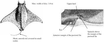 Image result for Mobula tarapacana