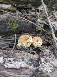 Attēlu rezultāti vaicājumam “Pholiota squarrosoides”