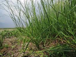 Attēlu rezultāti vaicājumam “Glyceria fluitans”