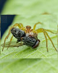 Attēlu rezultāti vaicājumam “Dolomedes fimbriatus”
