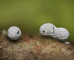 Attēlu rezultāti vaicājumam “Oligonema persimile sessile”