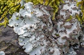 Attēlu rezultāti vaicājumam “Hypotrachyna sp.”