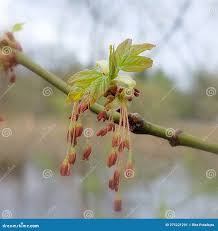 Attēlu rezultāti vaicājumam “Acer negundo bud”