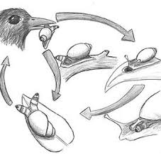 Attēlu rezultāti vaicājumam “Leucochloridium paradoxum”