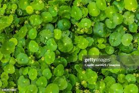 Attēlu rezultāti vaicājumam “Hydrocotyle vulgaris”