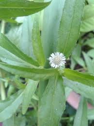 「タカスギ・サブロウタ」の画像検索結果