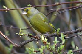 Attēlu rezultāti vaicājumam “Chloris chloris male”