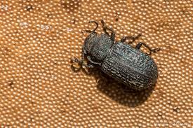 Attēlu rezultāti vaicājumam “Bolitophagus reticulatus”