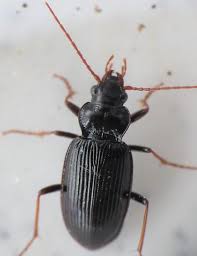 Attēlu rezultāti vaicājumam “Nebria brevicollis”