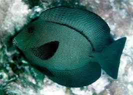 Image result for Ctenochaetus hawaiiensis