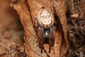 Attēlu rezultāti vaicājumam “Larinioides cornutus”