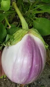 Afbeeldingsresultaat voor rosa bianca eggplant