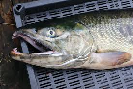 Image result for Oncorhynchus keta