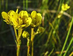 Attēlu rezultāti vaicājumam “Saxifraga hirculus”