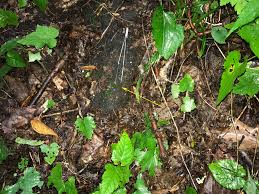 Attēlu rezultāti vaicājumam “Cephaloziella elachista macro”