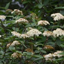 Attēlu rezultāti vaicājumam “Aphelia viburniana”