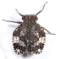 Attēlu rezultāti vaicājumam “Auchenorrhyncha”