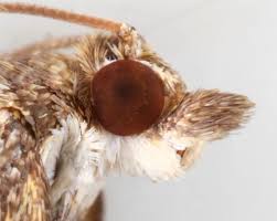 Attēlu rezultāti vaicājumam “Anania coronata”