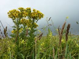 Attēlu rezultāti vaicājumam “Jacobaea vulgaris flower”